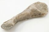Fossil Amphibian (Eryops) Ulna Bone - Texas #197820-1
